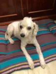 Bela