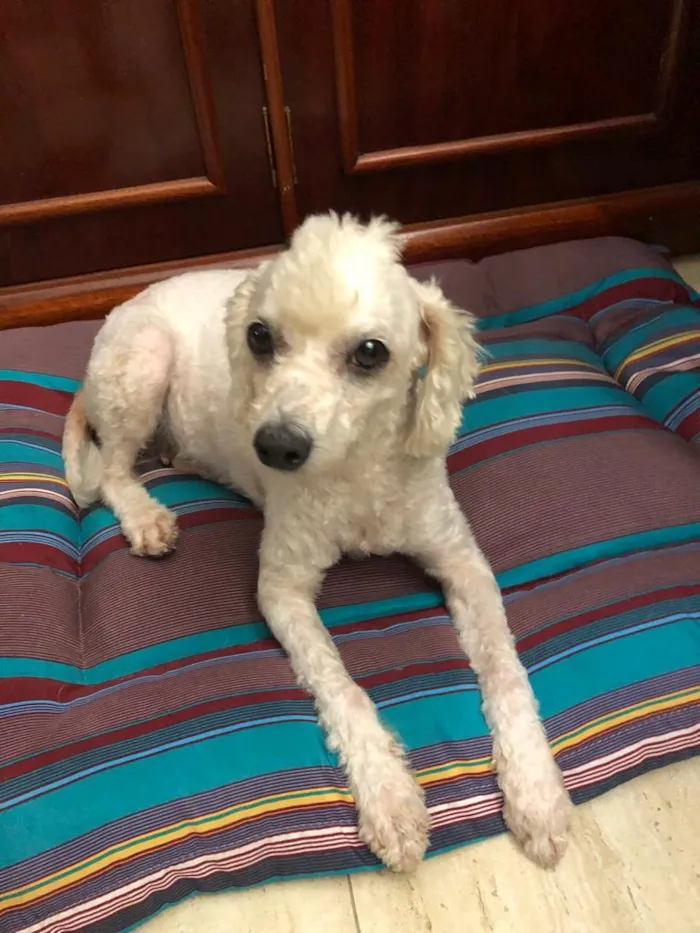 Cachorro ra a Poodle idade 3 anos nome Bela