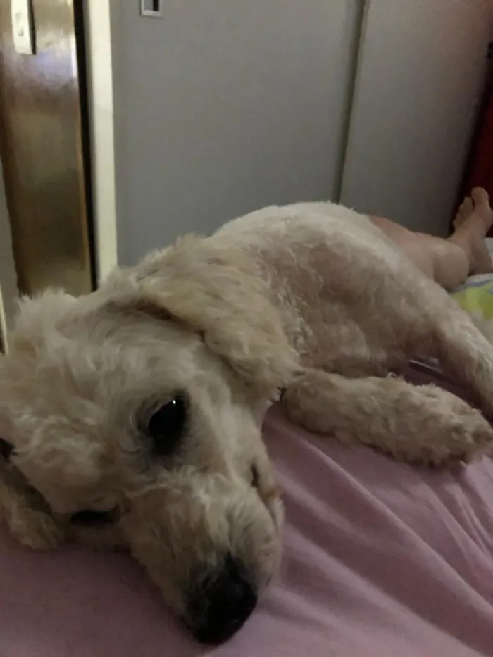 Cachorro ra a Poodle idade 3 anos nome Bela