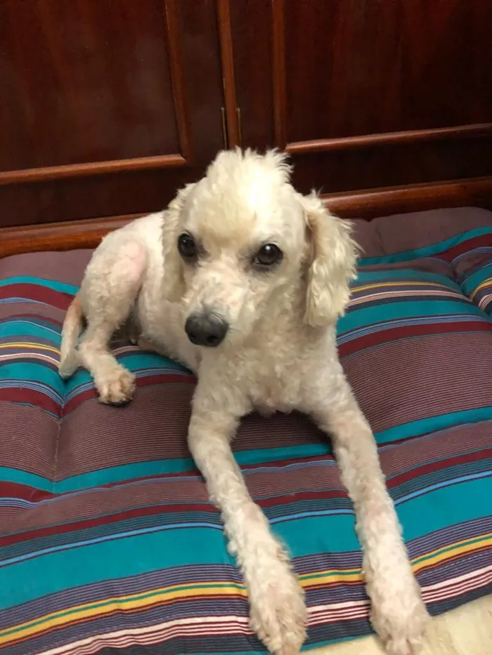 Cachorro ra a Poodle idade 3 anos nome Bela