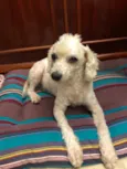 Bela