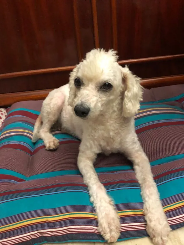 Cachorro ra a Poodle idade 3 anos nome Bela