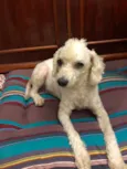 Bela