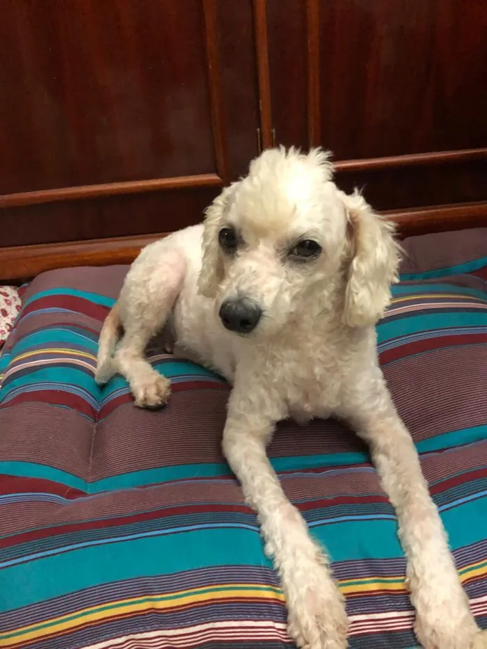 Cachorro ra a Poodle idade 3 anos nome Bela