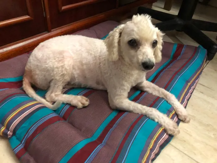 Cachorro ra a Poodle idade 3 anos nome Bela