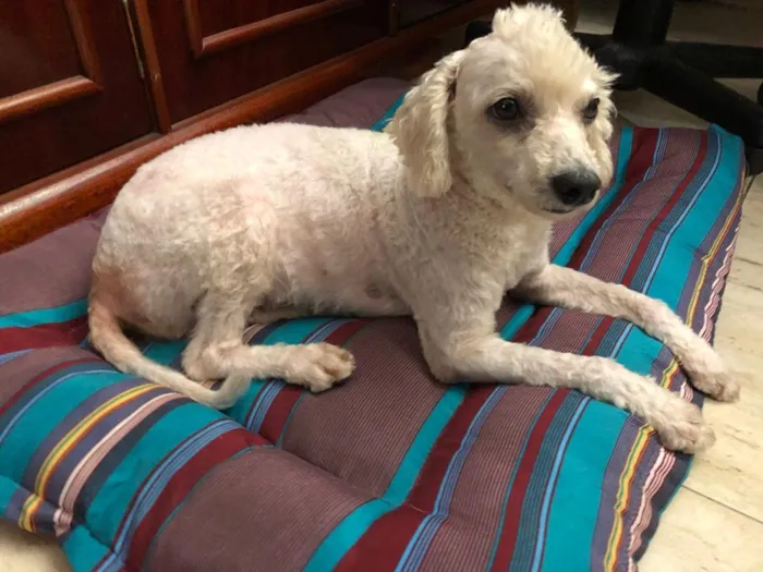 Cachorro ra a Poodle idade 3 anos nome Bela