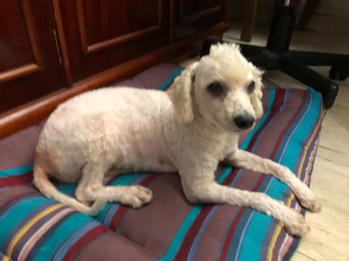 Cachorro ra a Poodle idade 3 anos nome Bela