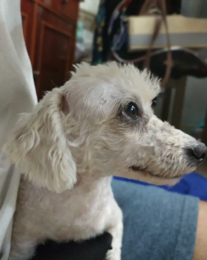 Cachorro ra a Poodle idade 3 anos nome Bela