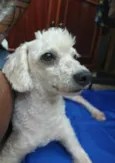 Bela