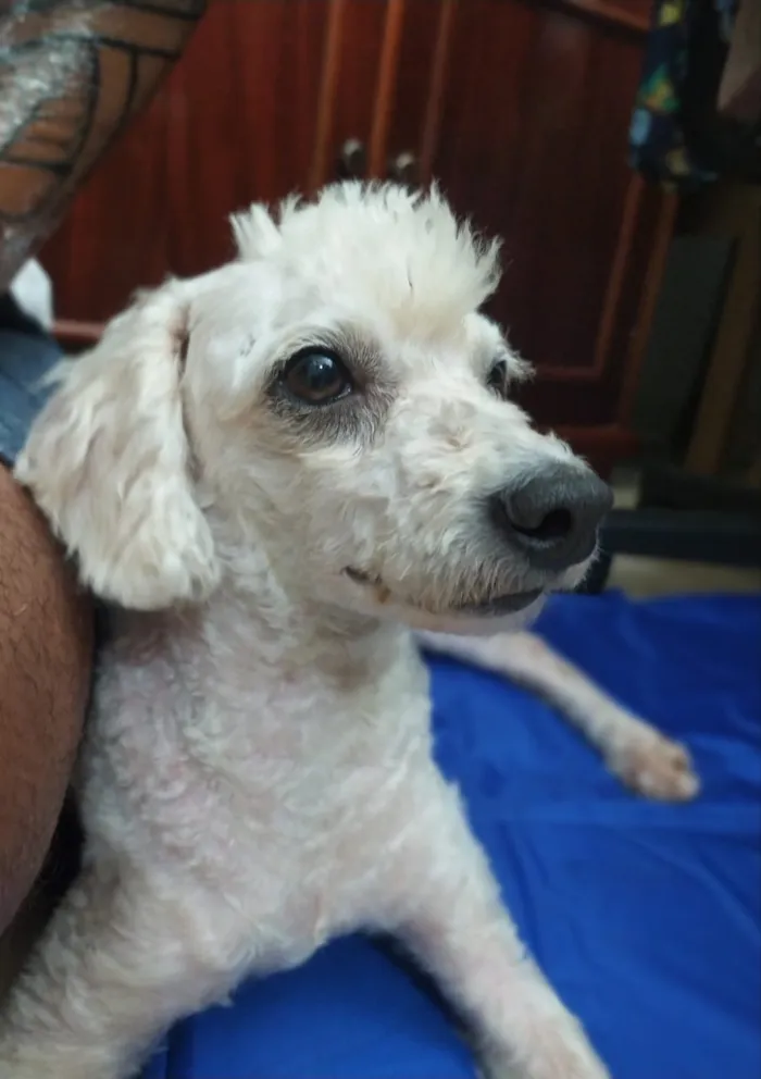 Cachorro ra a Poodle idade 3 anos nome Bela