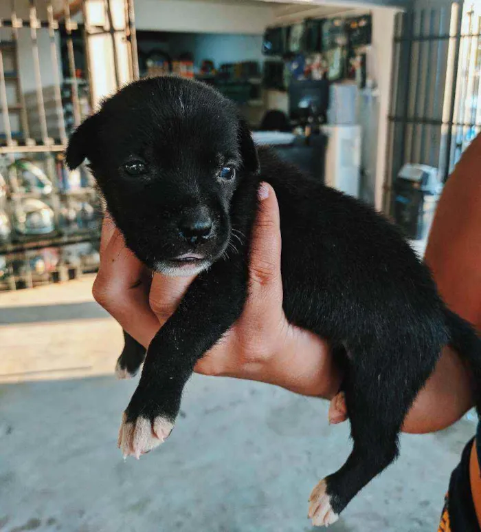 Cachorro ra a Não definida idade Abaixo de 2 meses nome Sem nome 