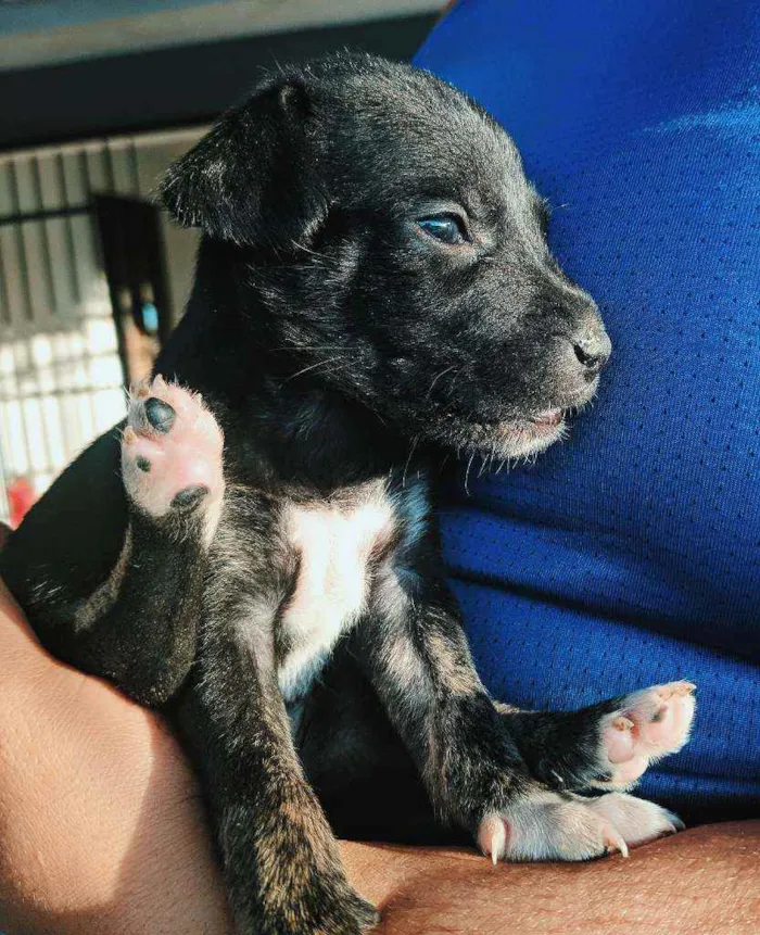 Cachorro ra a Não definida idade Abaixo de 2 meses nome Sem nome 