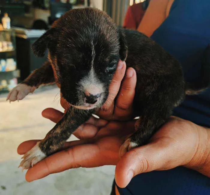 Cachorro ra a Não definida idade Abaixo de 2 meses nome Sem nome 