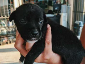 Cachorro raça Não definida idade Abaixo de 2 meses nome Sem nome 