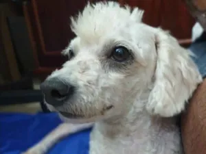 Cachorro raça Poodle idade 3 anos nome Bela
