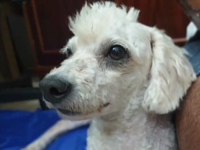 Cachorro ra a Poodle idade 3 anos nome Bela