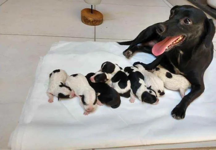 Cachorro raça Sem raça definida idade Abaixo de 2 meses nome Filhotes