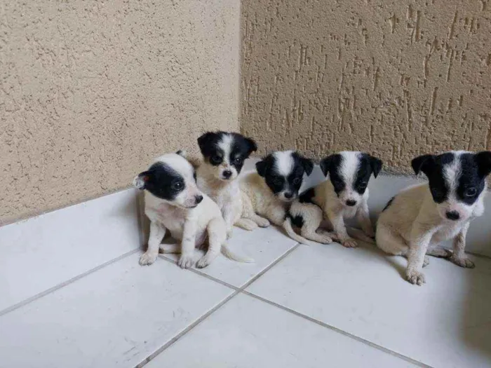 Cachorro raça Sem raça definida idade Abaixo de 2 meses nome Filhotes