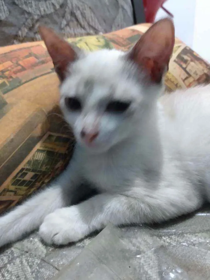 Gato raça Raceado com siamês idade Abaixo de 2 meses nome Pedrinho