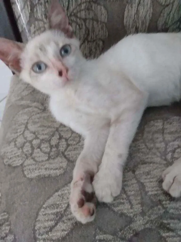 Gato raça Raceado com siamês idade Abaixo de 2 meses nome Pedrinho