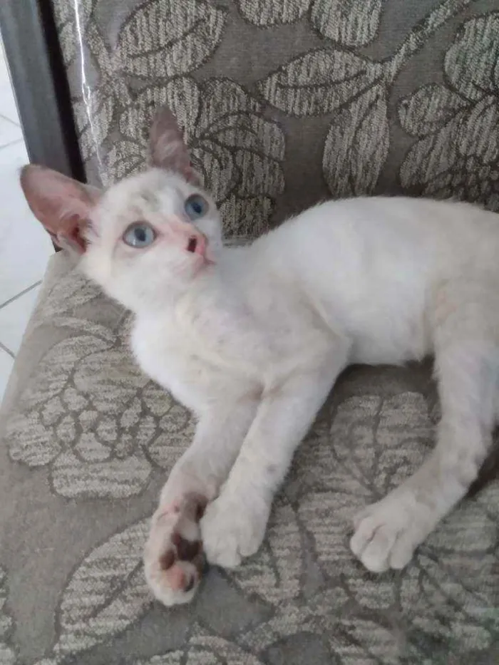 Gato raça Raceado com siamês idade Abaixo de 2 meses nome Pedrinho