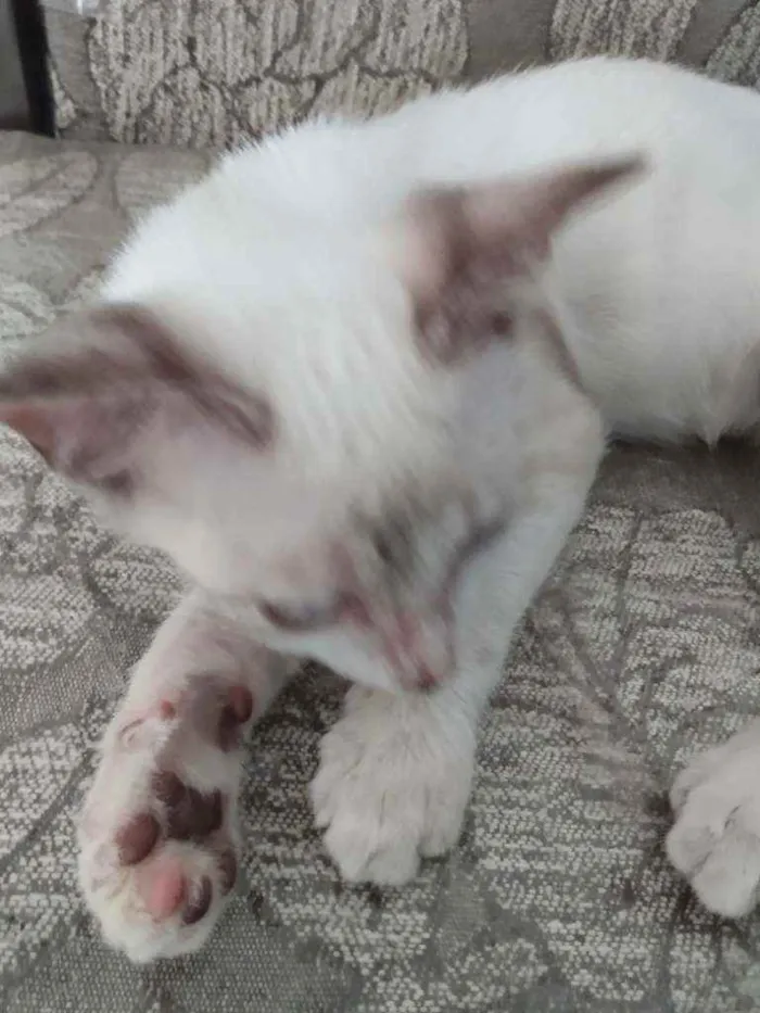 Gato raça Raceado com siamês idade Abaixo de 2 meses nome Pedrinho