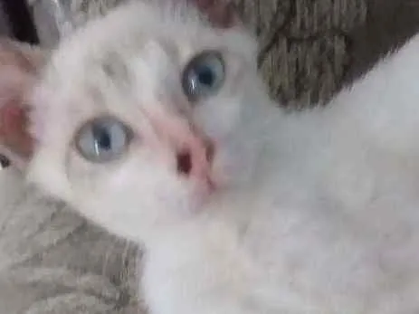Gato raça Raceado com siamês idade Abaixo de 2 meses nome Pedrinho