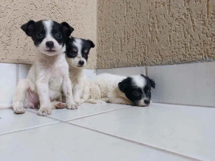 Cachorro raça Sem raça definida idade Abaixo de 2 meses nome Filhotes