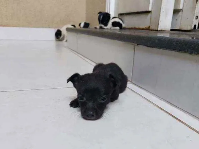 Cachorro raça Sem raça definida idade Abaixo de 2 meses nome Filhotes