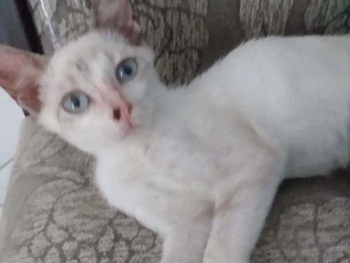Gato raça Raceado com siamês idade Abaixo de 2 meses nome Pedrinho
