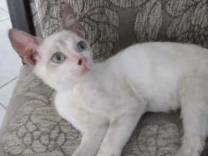 Gato raça Raceado com siamês idade Abaixo de 2 meses nome Pedrinho