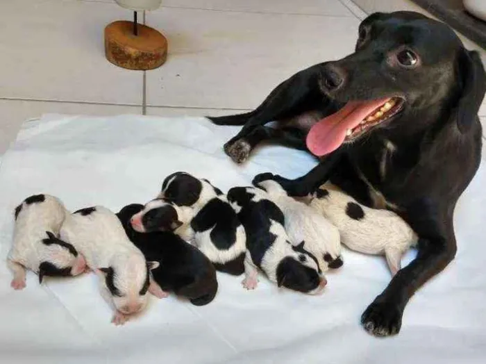 Cachorro raça Sem raça definida idade Abaixo de 2 meses nome Filhotes