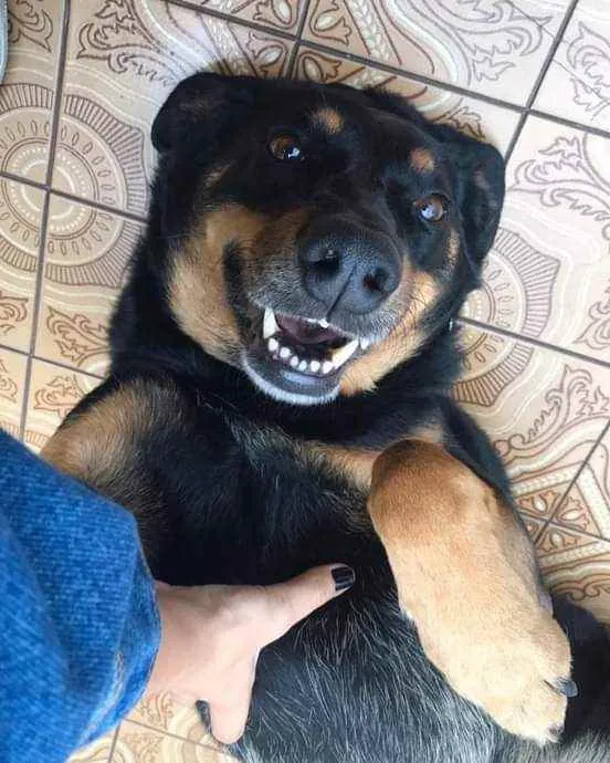 Cachorro ra a SRD idade 6 ou mais anos nome Bento