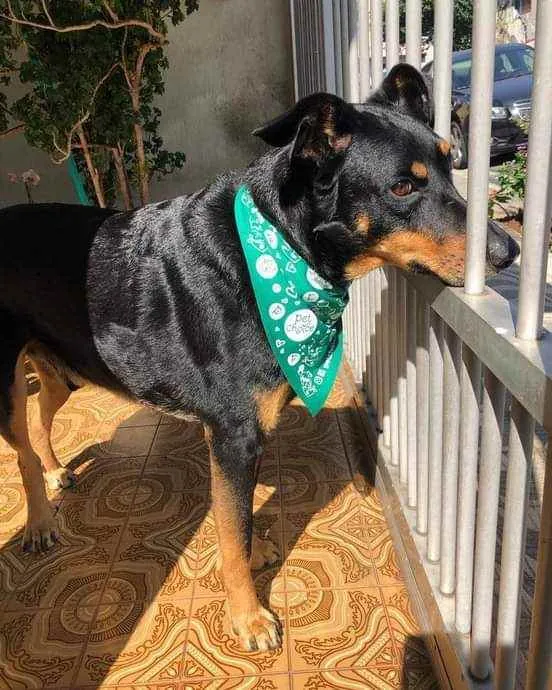 Cachorro ra a SRD idade 6 ou mais anos nome Bento
