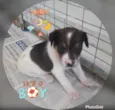 FOFINHO