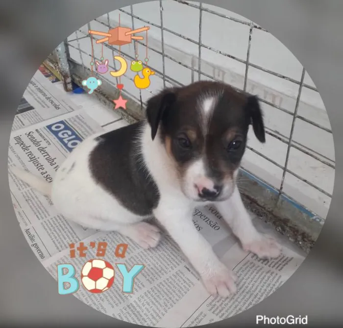 Cachorro ra a SRD idade 2 a 6 meses nome FOFINHO
