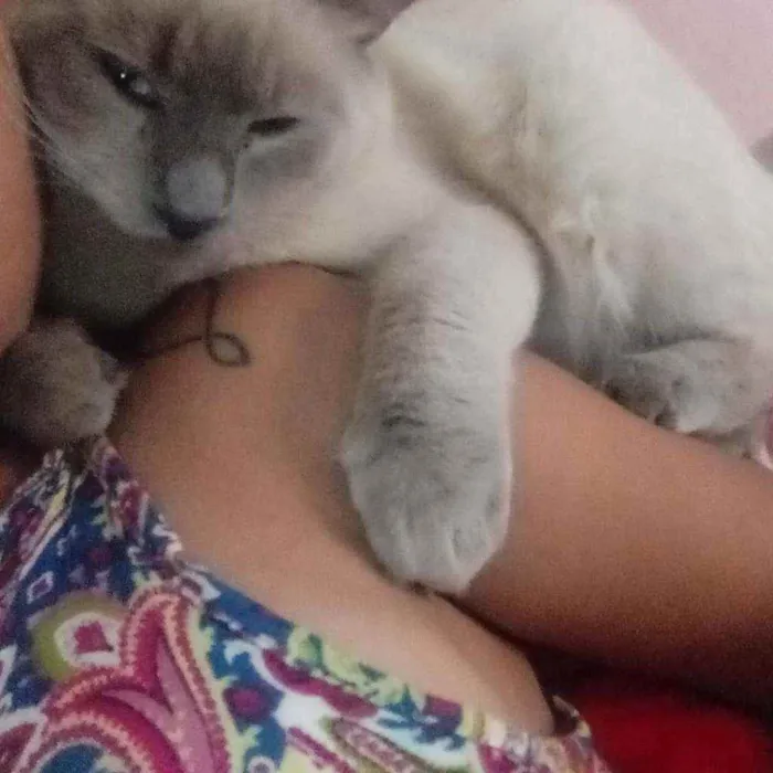 Gato ra a  idade 1 ano nome Simba