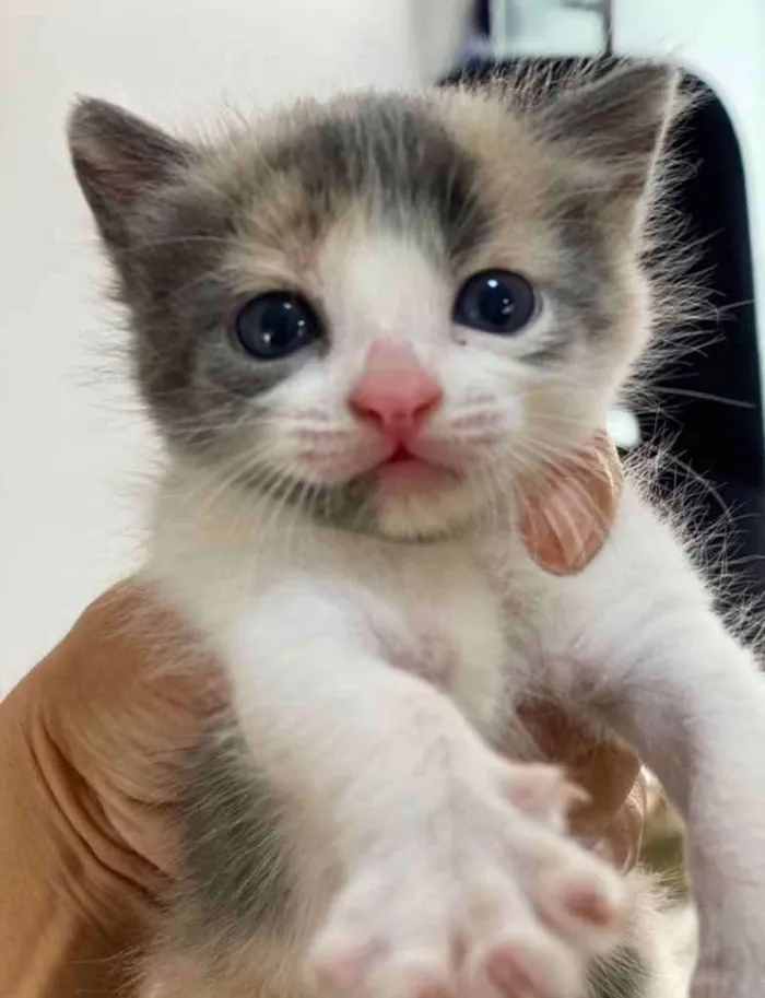 Gato ra a SRD idade Abaixo de 2 meses nome Alice