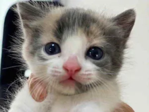 Gato raça SRD idade Abaixo de 2 meses nome Alice