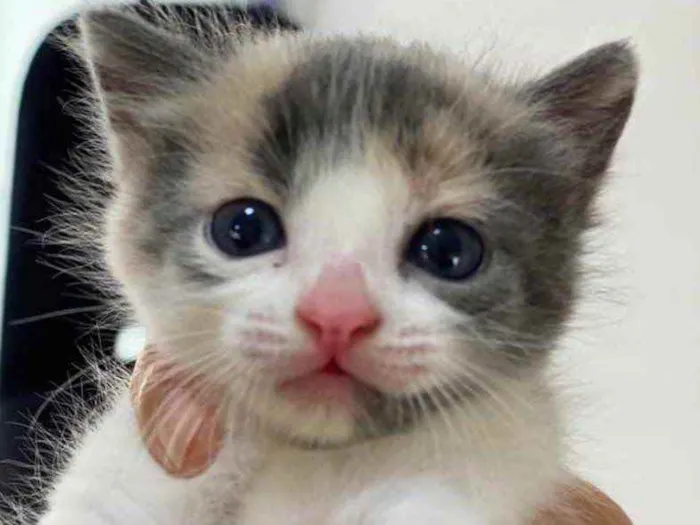 Gato ra a SRD idade Abaixo de 2 meses nome Alice