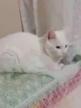 Nina