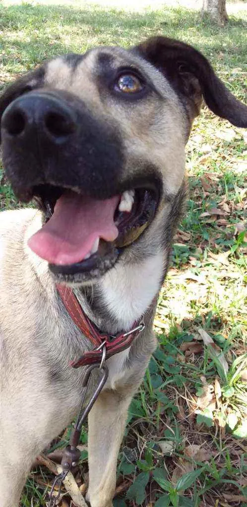 Cachorro ra a Sem raça  idade 1 ano nome Jujuba