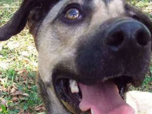 Cachorro ra a Sem raça  idade 1 ano nome Jujuba