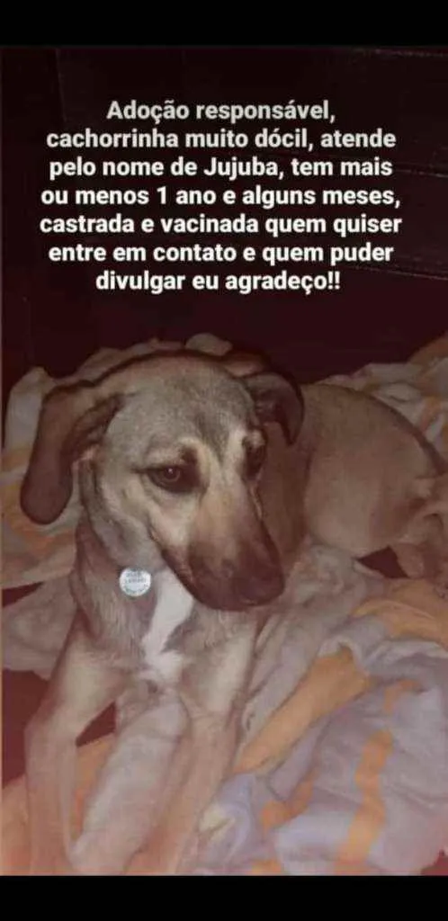 Cachorro ra a Sem raça  idade 1 ano nome Jujuba