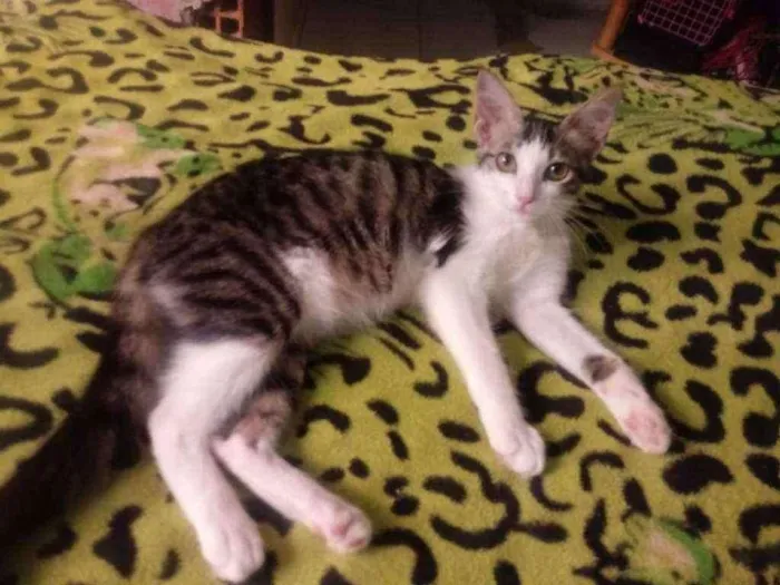 Gato raça  idade 7 a 11 meses nome Lili