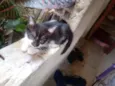 Rubi/lua e lulu