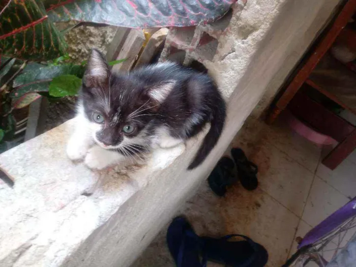 Gato raça  idade 2 a 6 meses nome Rubi/lua e lulu