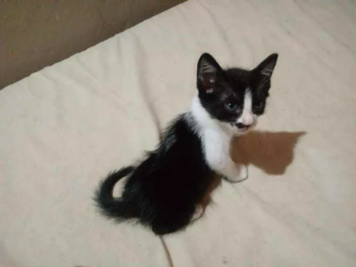 Gato raça  idade 2 a 6 meses nome Rubi/lua e lulu