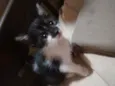 Rubi/lua e lulu