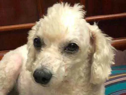 Cachorro ra a Poodle idade 3 anos nome Bela